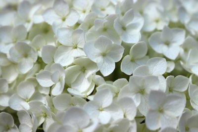 Hydrangea arborescens - hortenzie stromečkovitá - květ
